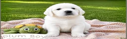 Golden Retriever dogs for sale: Old English Cream ~ Champion lines ~ DNA tested  - Advert 1