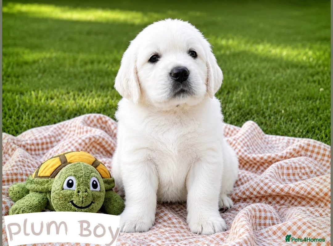 Golden Retriever dogs for sale: Old English Cream ~ Champion lines ~ DNA tested  - Advert 1