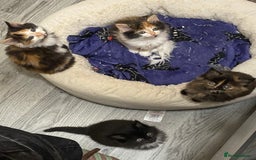 British Longhair cats for sale: 8 weeks old gorgeous kittens for sale - Image 2