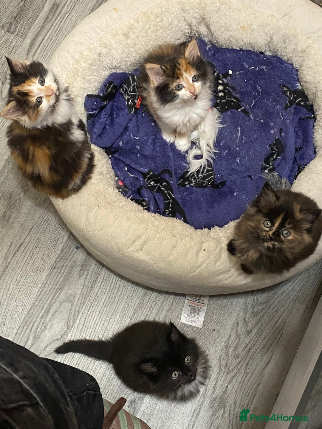 British Longhair cats for sale: 8 weeks old gorgeous kittens for sale - Image 2