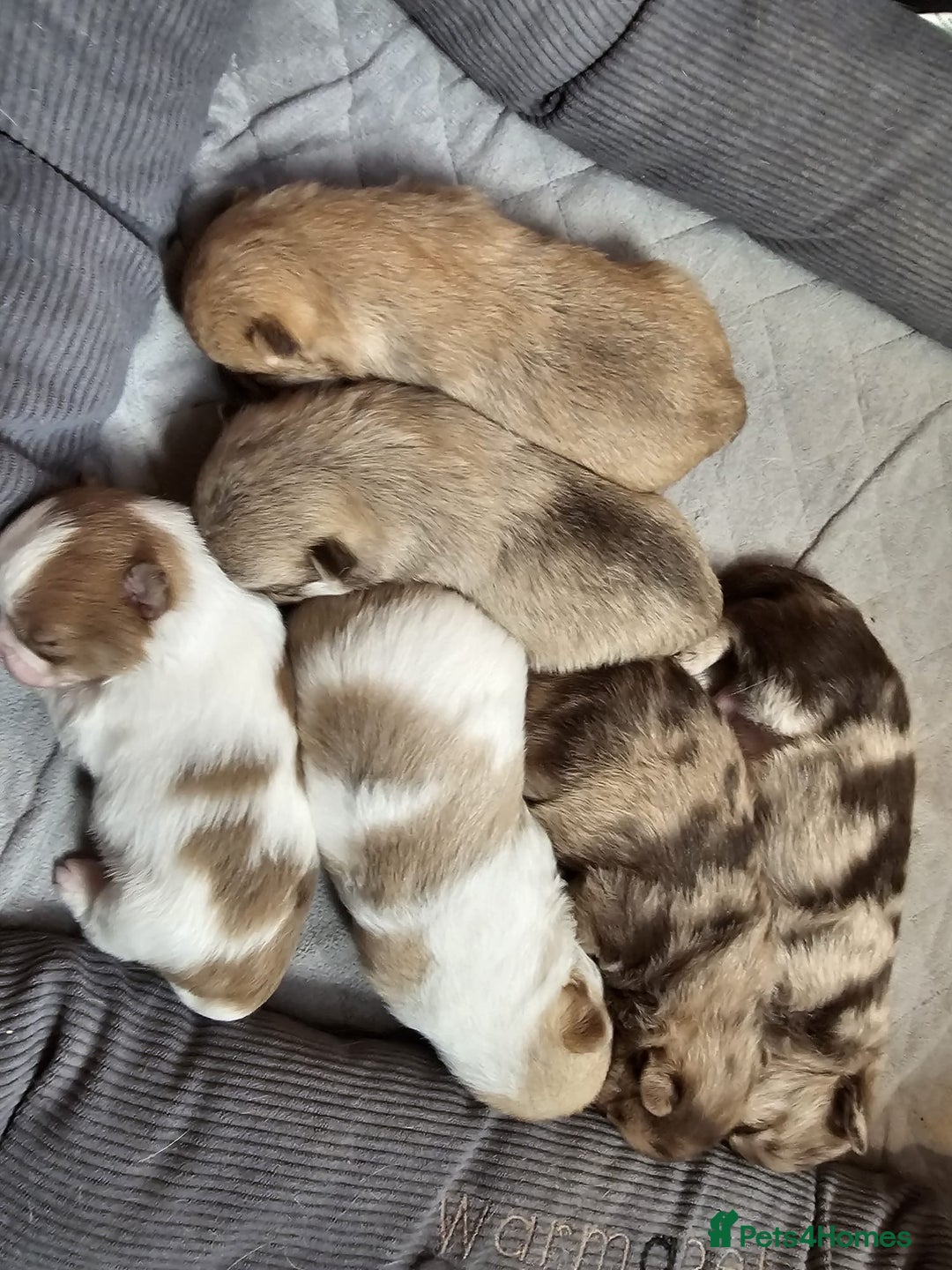 Pomchi dogs for sale: Stunning Pomchi’s - Advert 9