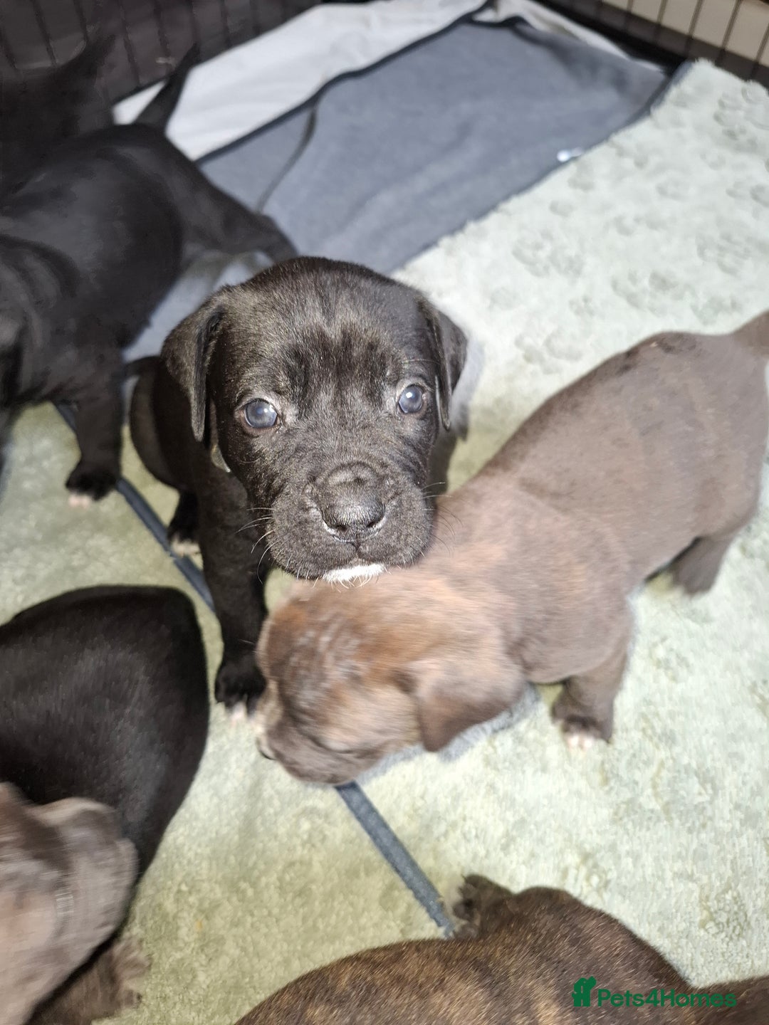 Mixed Breed dogs for sale: Stunning cane corso cross pups - Image 14