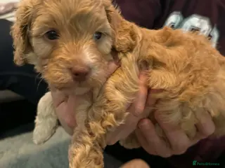 Cavapoo dogs 1 beautiful male available 4 weeks old - Advert 13