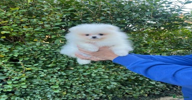 Pomeranian dogs 🐼Teddy Face🔥Top quality 🏆Very Tiny - Advert 2