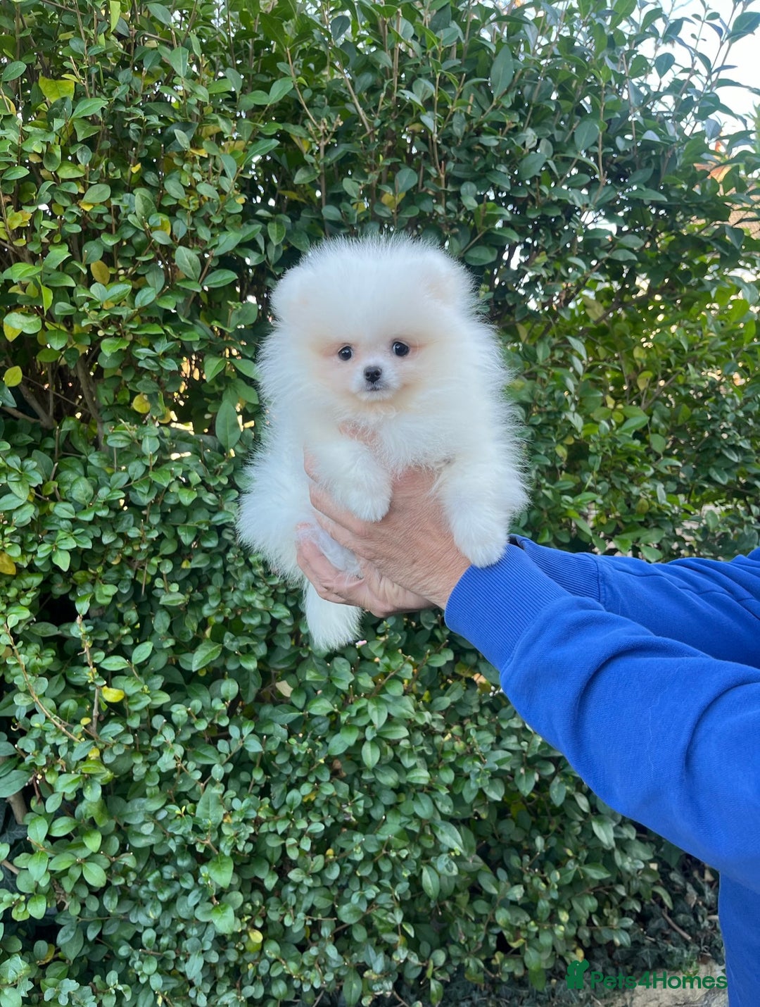 Pomeranian dogs for sale: 🐼Teddy Face🔥Top quality 🏆Very Tiny - Advert 2