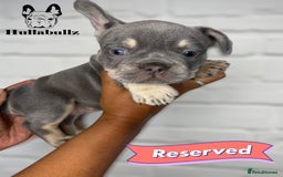French Bulldog dogs for sale: Exquisite French Bulldog Puppies - Image 7