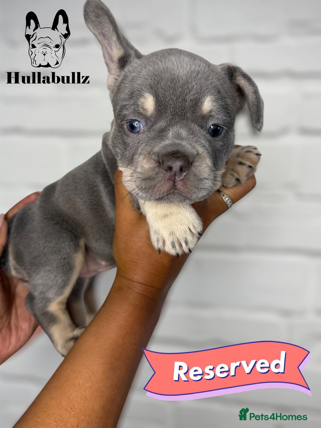 French Bulldog dogs for sale: Exquisite French Bulldog Puppies - Image 7