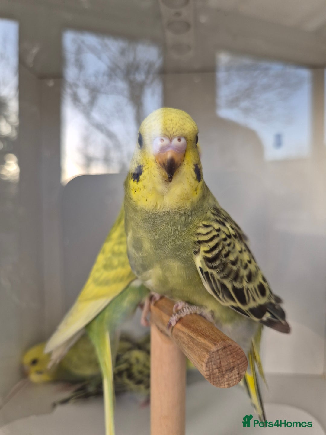 Budgerigars birds for sale: Baby Budgies - Advert 6