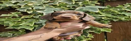 Miniature Dachshund dogs for sale: READY NOW KC reg miniature dachshund  - Advert 14