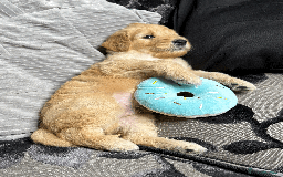 Goldendoodle dogs for sale: F1B Goldendoodle Puppies from a Therapy Dog - Image 9
