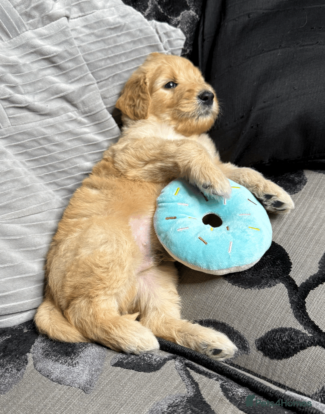 Goldendoodle dogs for sale: F1B Goldendoodle Puppies from a Therapy Dog - Image 9