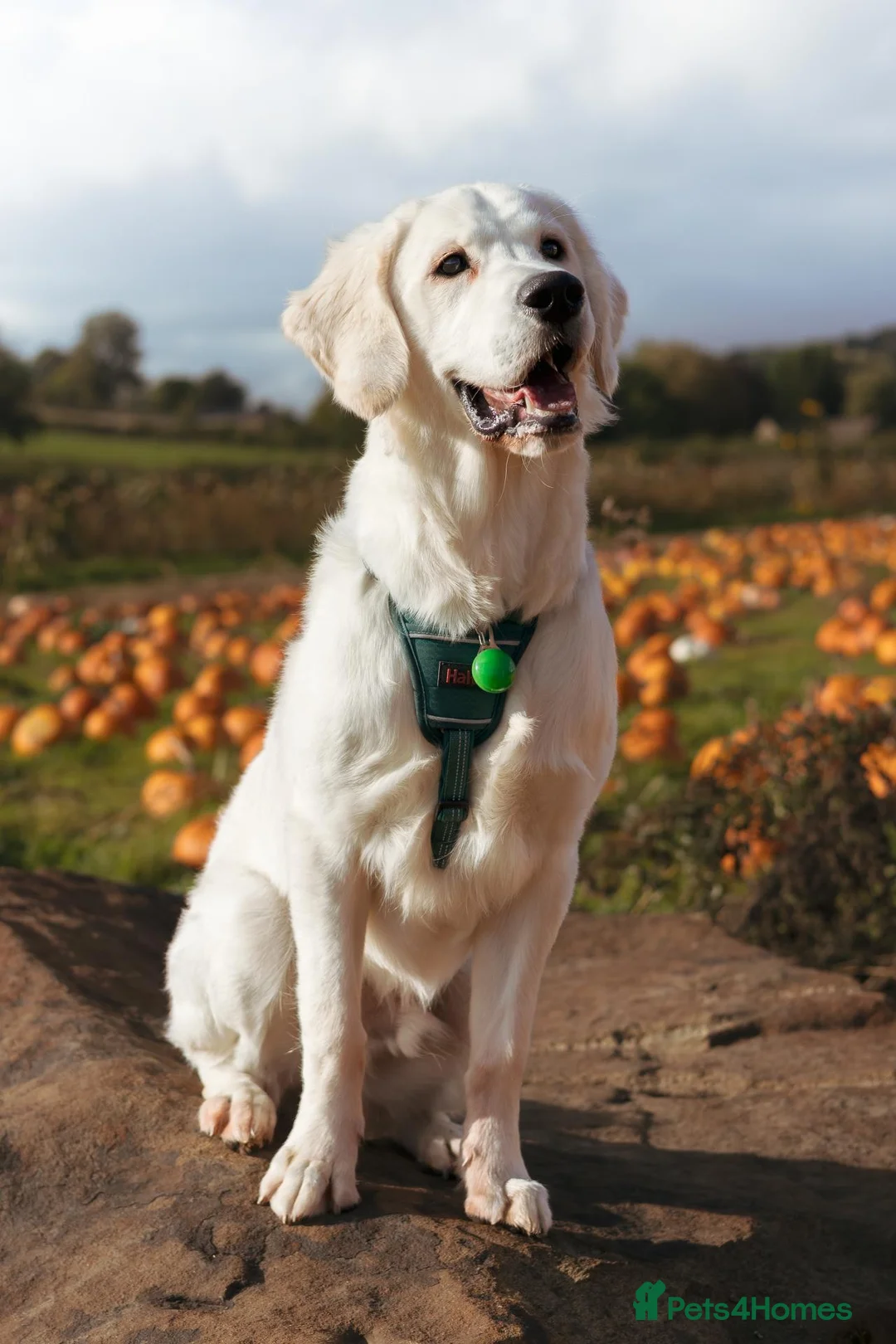 Golden Retriever dogs for sale: Golden retriever male pedigree 7 months old in Derby - Advert 2