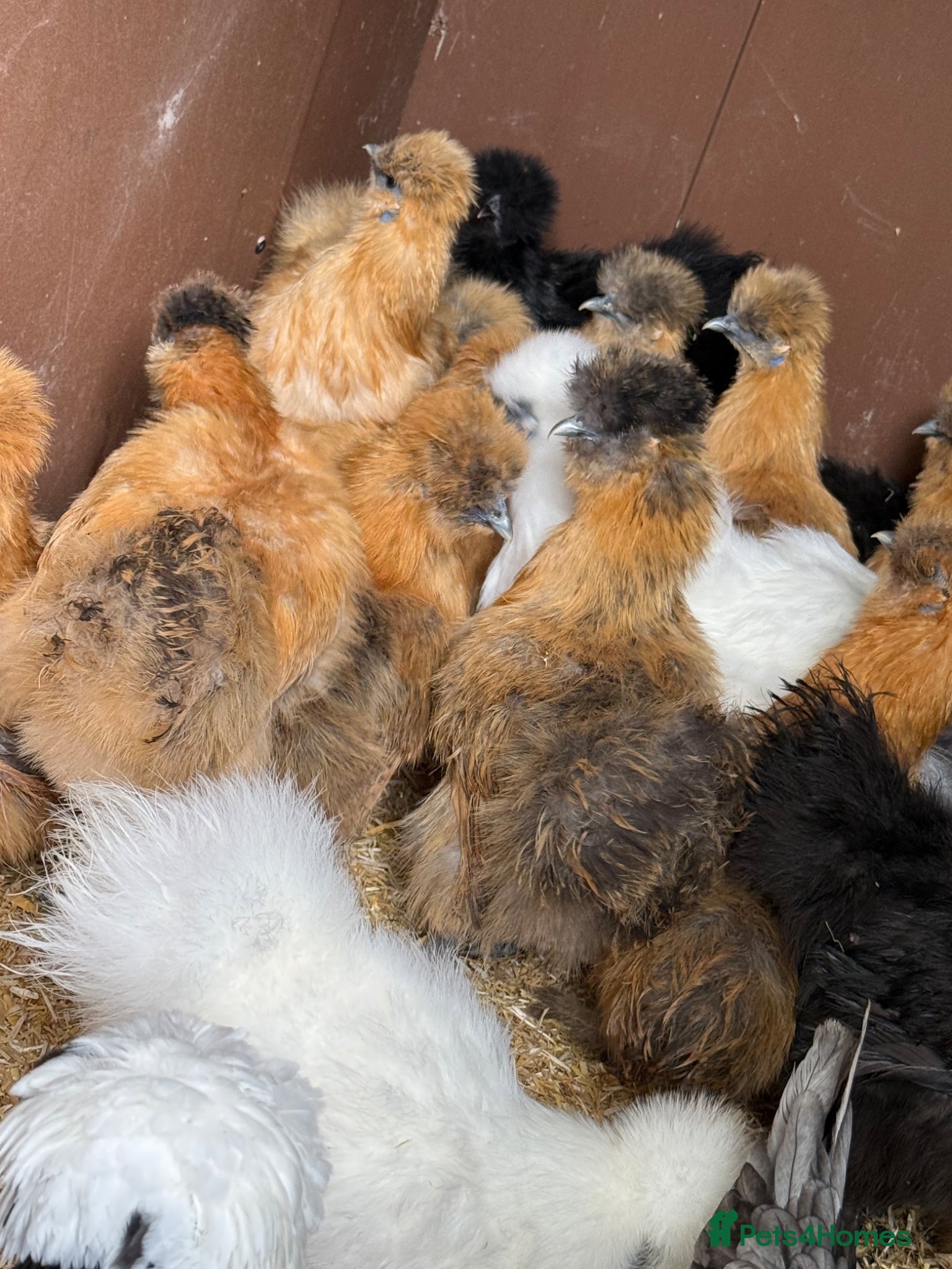 Chickens poultry for sale: Silkie hens kings Lynn  - Advert 3