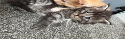 Maine Coon cats for sale: Stunning litter of 7 Maine coons!  - Advert 20
