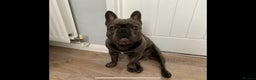 French Bulldog dogs for stud: For stud..we just want 1 off litter that’s it  in Derby - Advert 3