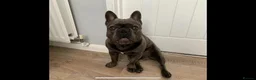 French Bulldog dogs for stud: For stud..we just want 1 off litter that’s it  in Derby - Advert 3
