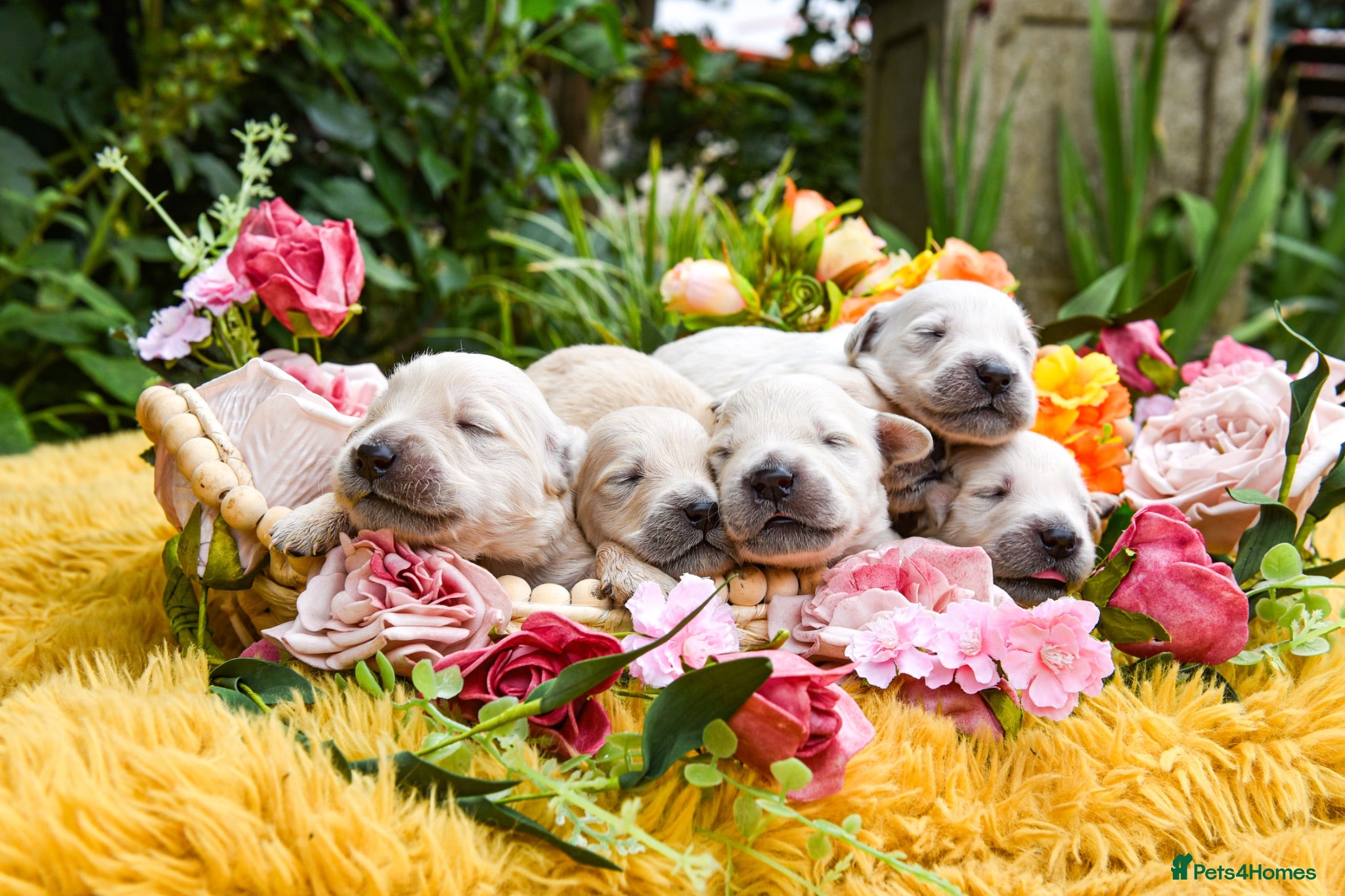 Golden Retriever dogs Beautiful Soft Gentle Golden Retrievers  - Advert 1
