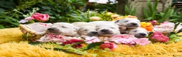 Golden Retriever dogs for sale: Beautiful Soft Gentle Golden Retrievers  in Sleaford - Advert 1