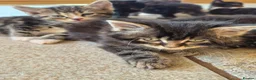 Mixed Breed cats for sale: Kittens, kittens, kittens!!!!!! - Advert 15
