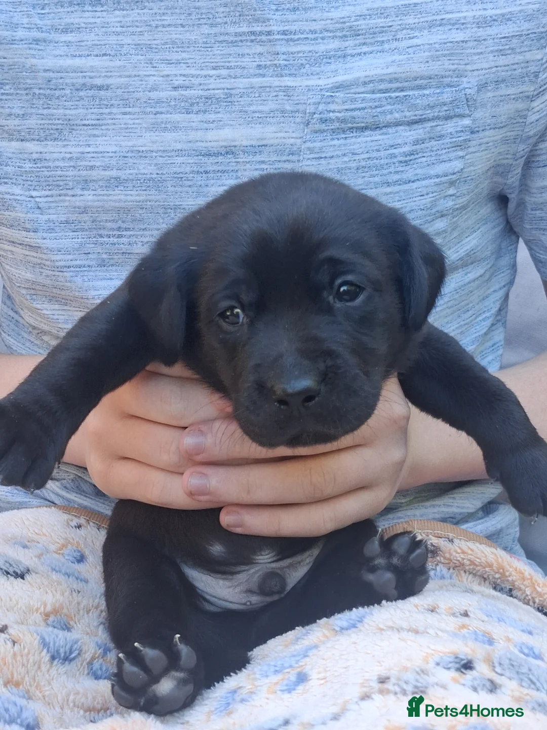 Labrador Retriever dogs for sale: Beautiful Working Black Labrador Puppies For Sale in Chesterfield - Advert 11