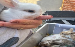 Mini Lop rabbits for sale: Mini lop baby rabbits for sale - Image 12