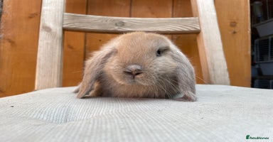 Mini Lop rabbits - Advert 4