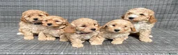 Cavapoochon dogs for sale: Cavapoochon Pups For Sale - Advert 1