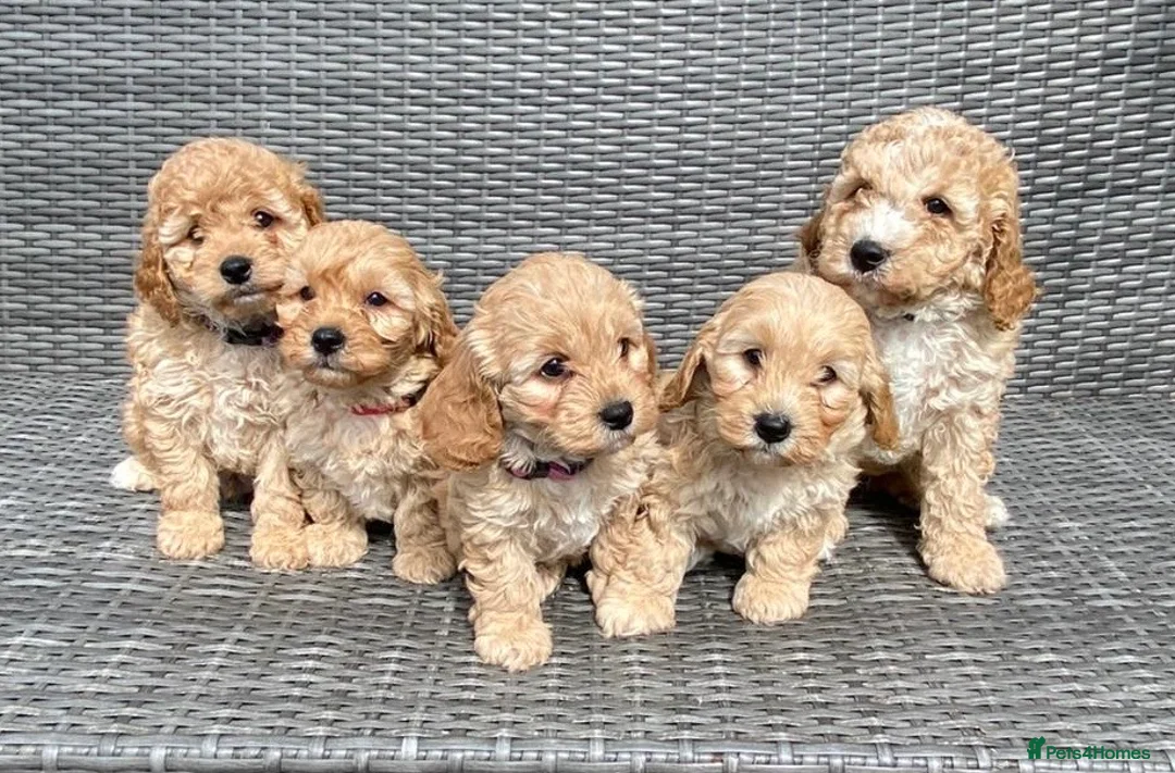 Cavapoochon dogs for sale: Cavapoochon Pups For Sale - Advert 1