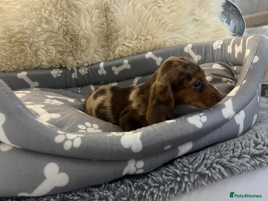 Dachshund dogs for sale: Miniature dachshund puppies for sale - Advert 10