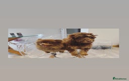 Cockapoo dogs for sale: Quality health tested miniature cockapoo girl! - Image 19