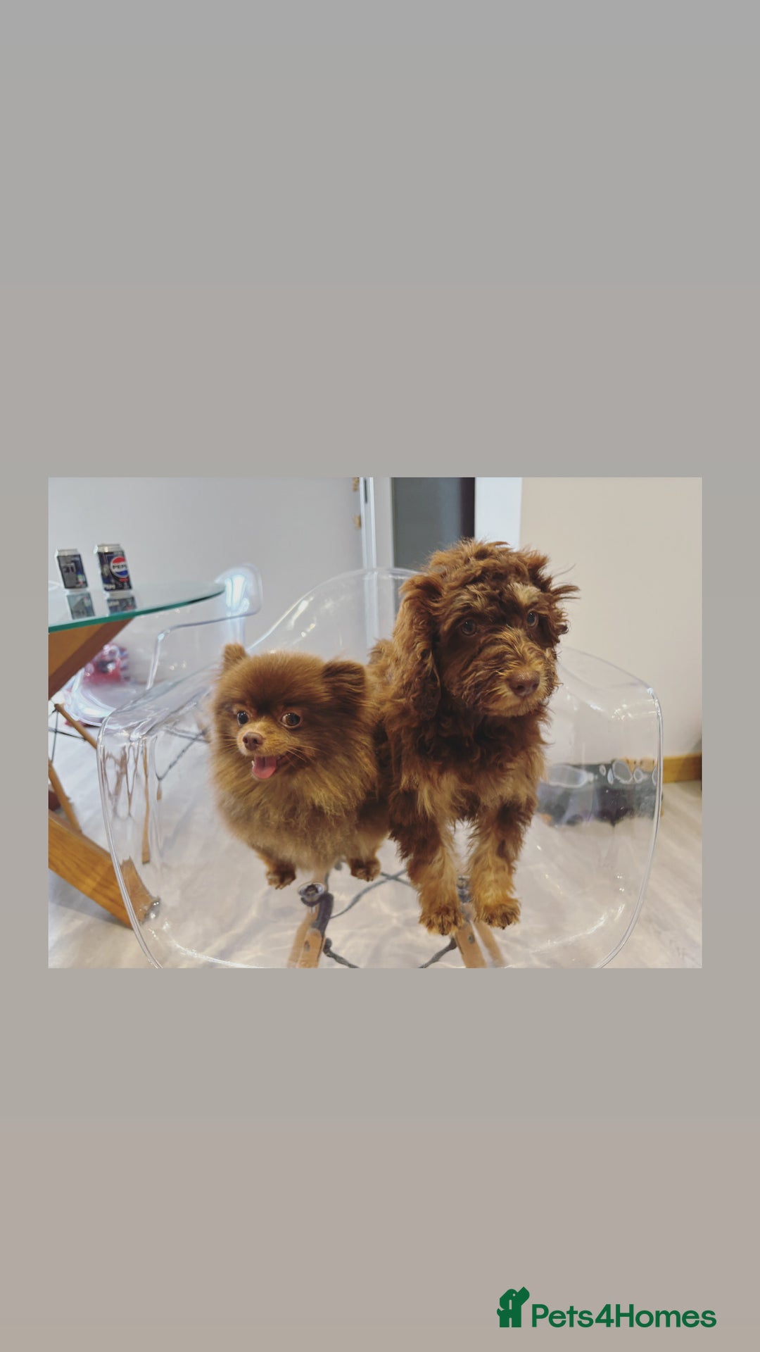 Cockapoo dogs for sale: Quality health tested miniature cockapoo girl! - Image 19