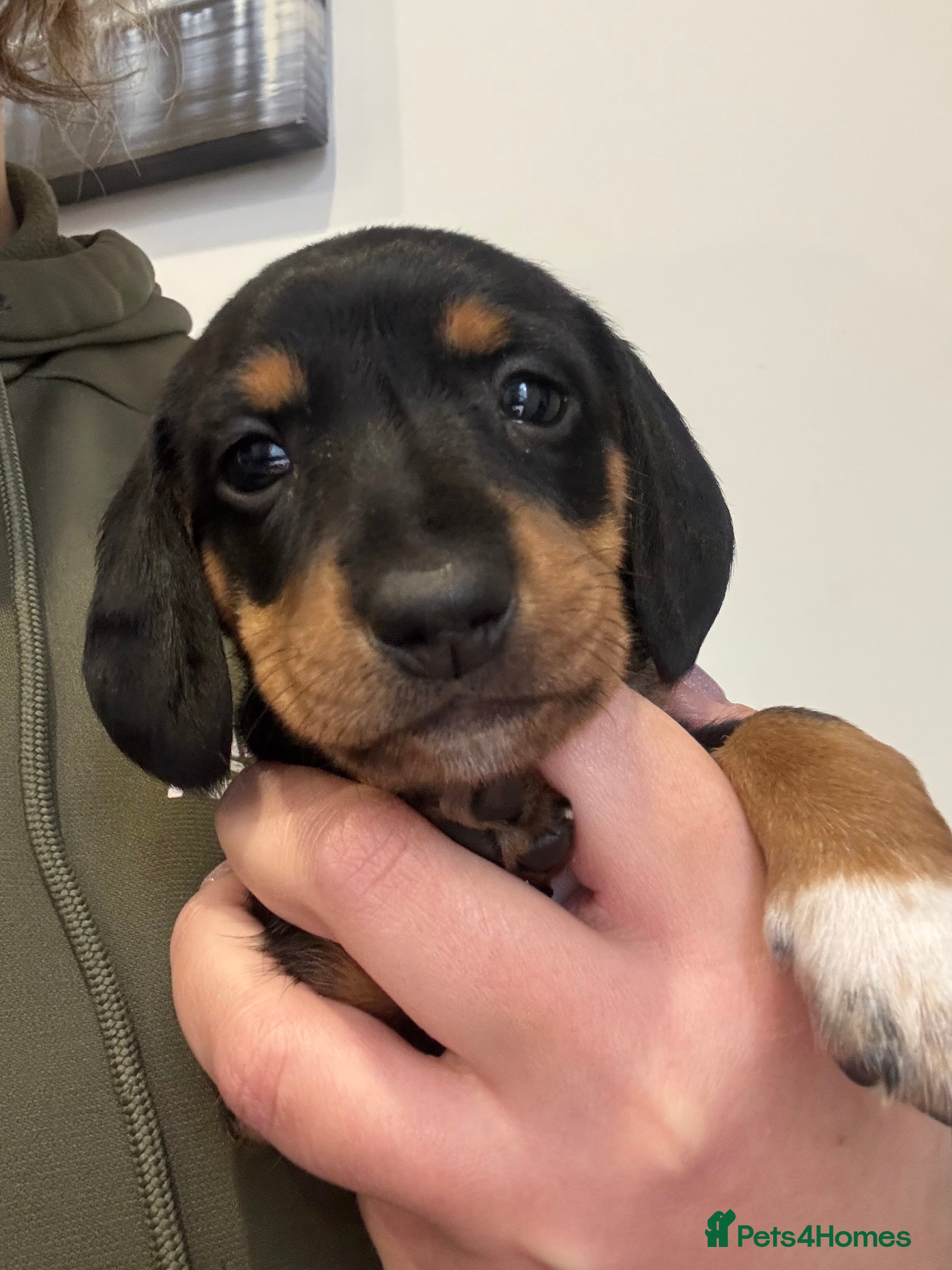 Dachshund dogs 1 Stunnig Standard Dachshund Puppies - Advert 2