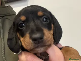 Dachshund dogs 1 Stunnig Standard Dachshund Puppies - Advert 2