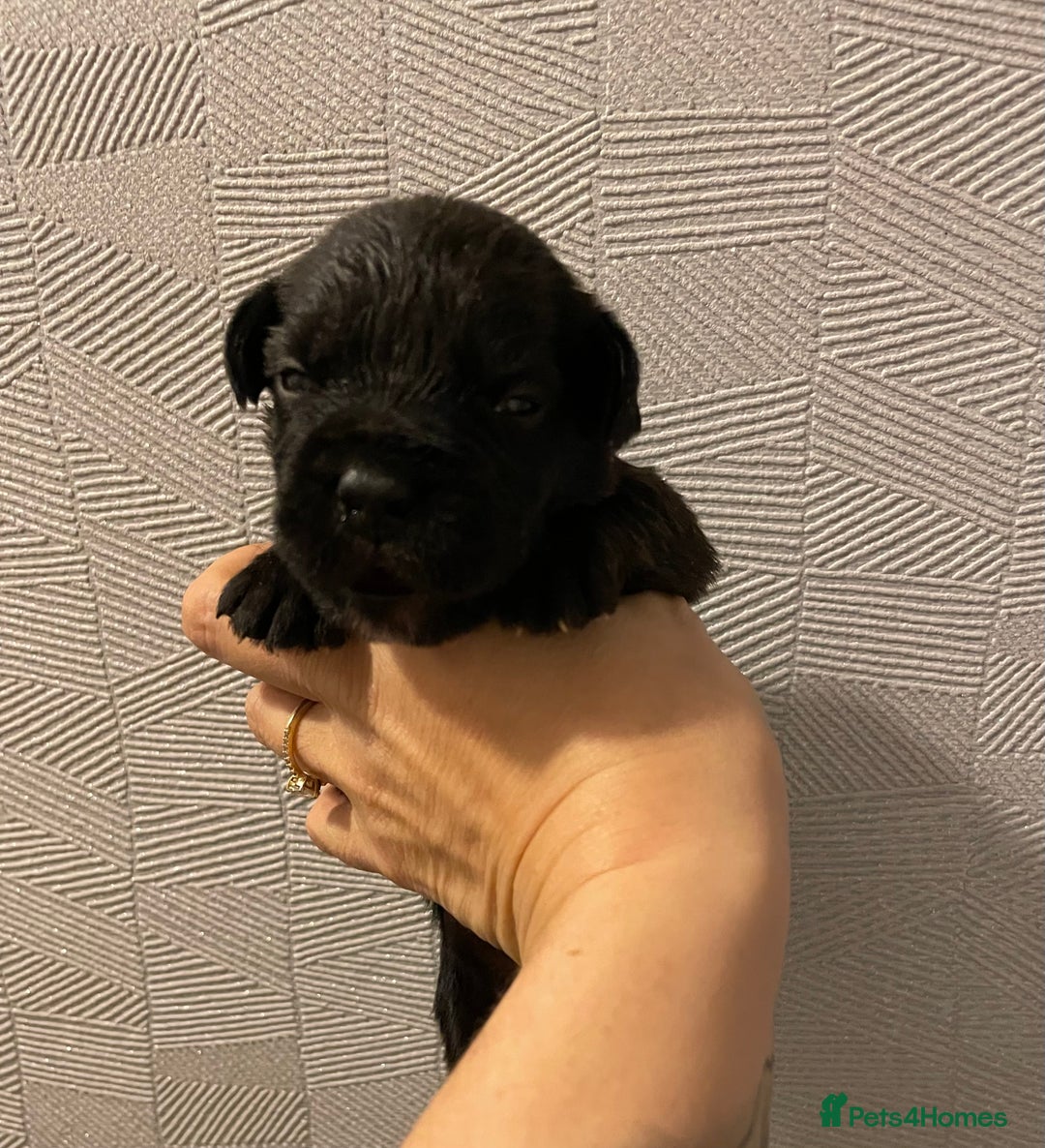 Mixed Breed dogs for sale: READY FOR THERE FOREVER HOMES 1 GIRL & - BOY  - Advert 20