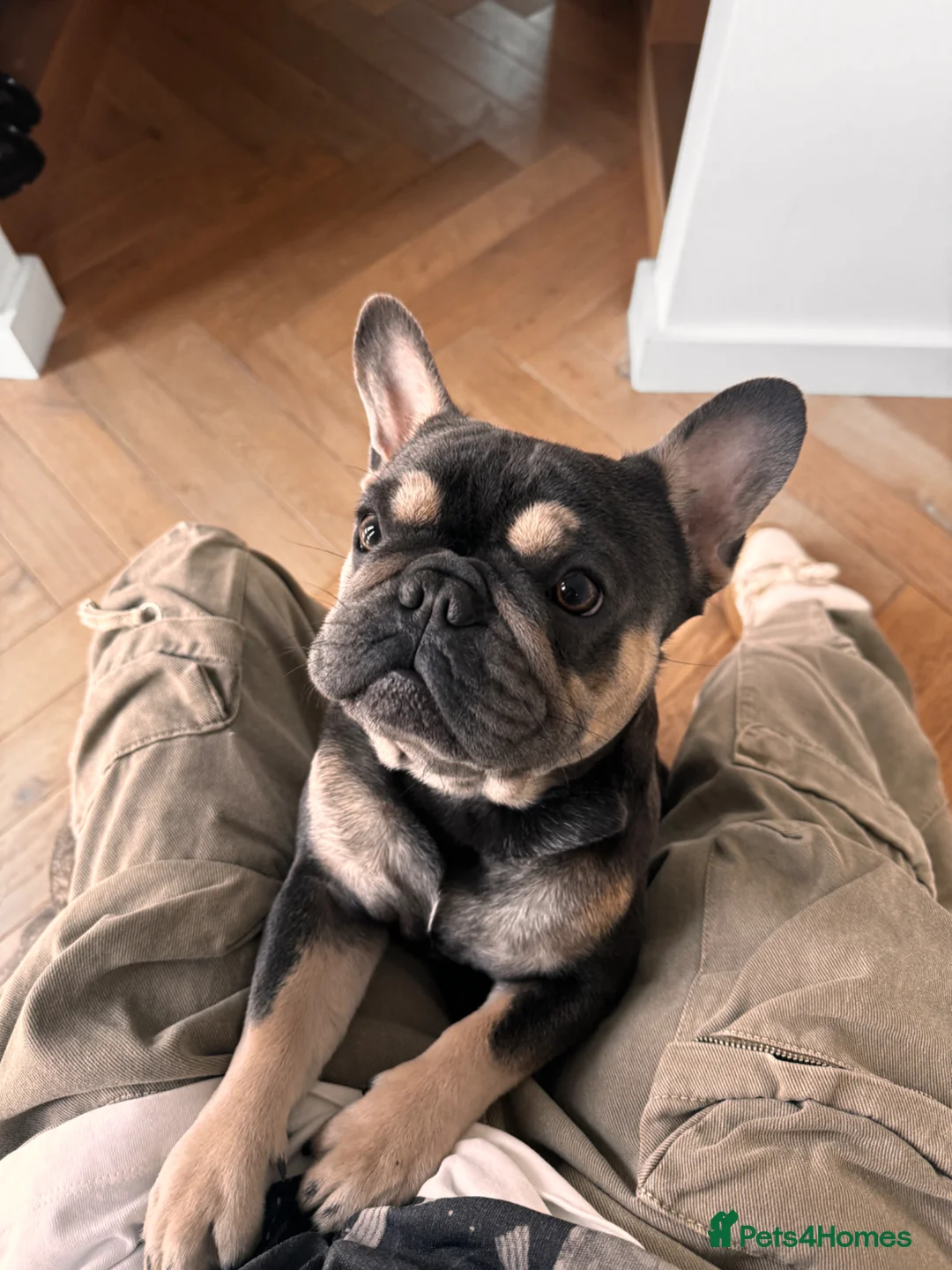 French Bulldog dogs for sale: Stitch looking for forever home  - Advert 1