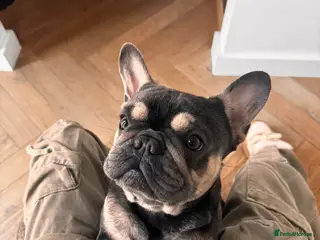 French Bulldog dogs Stitch looking for forever home - Advert 1