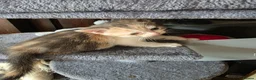 Mixed Breed cats for sale: Beautiful Bengal Cross Tabby Kittens  - Advert 9