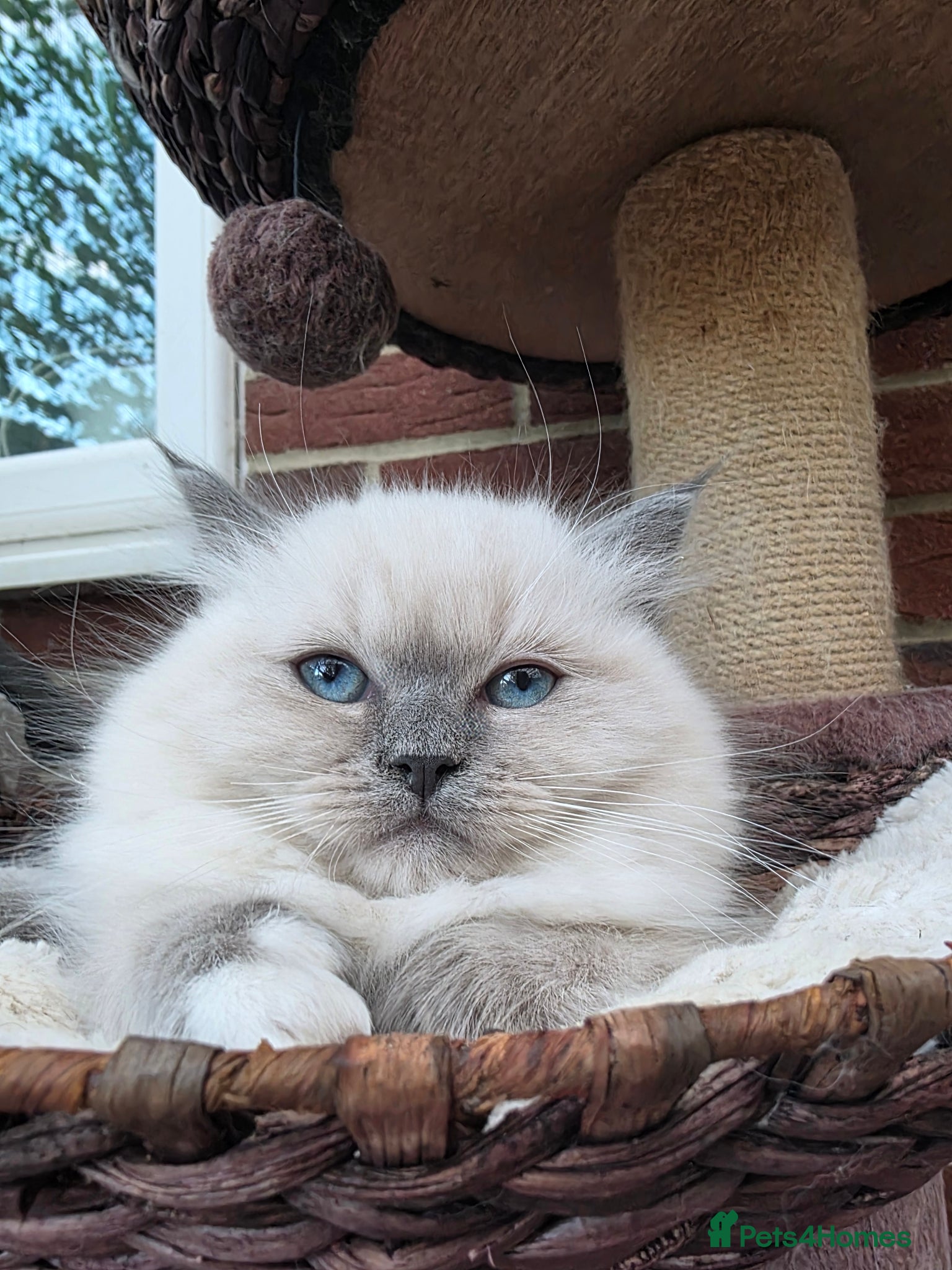 Ragdoll cats 2 European babies. Champion lines. Tica - Advert 1