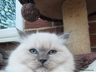 Ragdoll cats 2 European babies. Champion lines. Tica - Advert 2