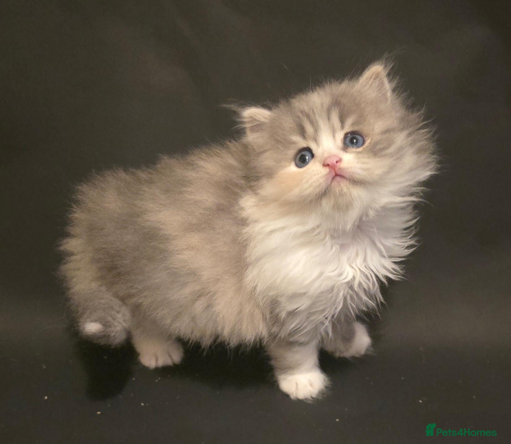 Scottish Fold cats for sale: 2x Scottish ×Siberian kittens  - Advert 2
