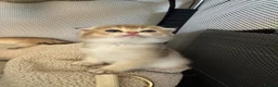 British Shorthair cats for sale: Scottish golden chinchilla ready for new homes  - Advert 2