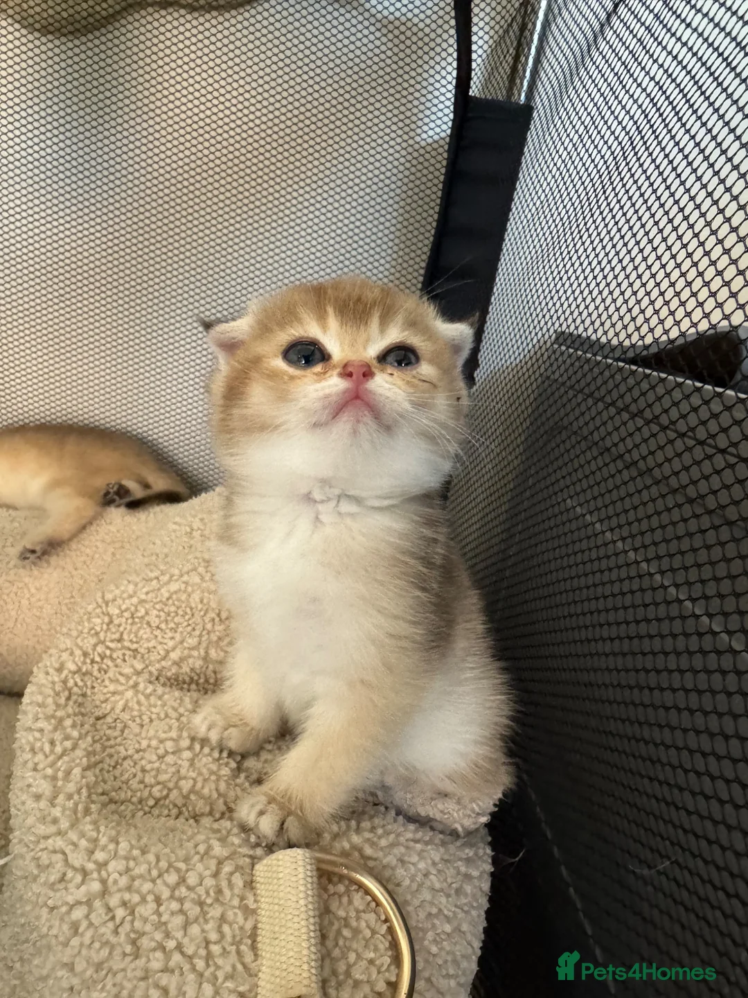 British Shorthair cats for sale: Scottish golden chinchilla ready for new homes  - Advert 2