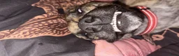 Mixed Breed dogs for sale: (Free)Bosco - Advert 4