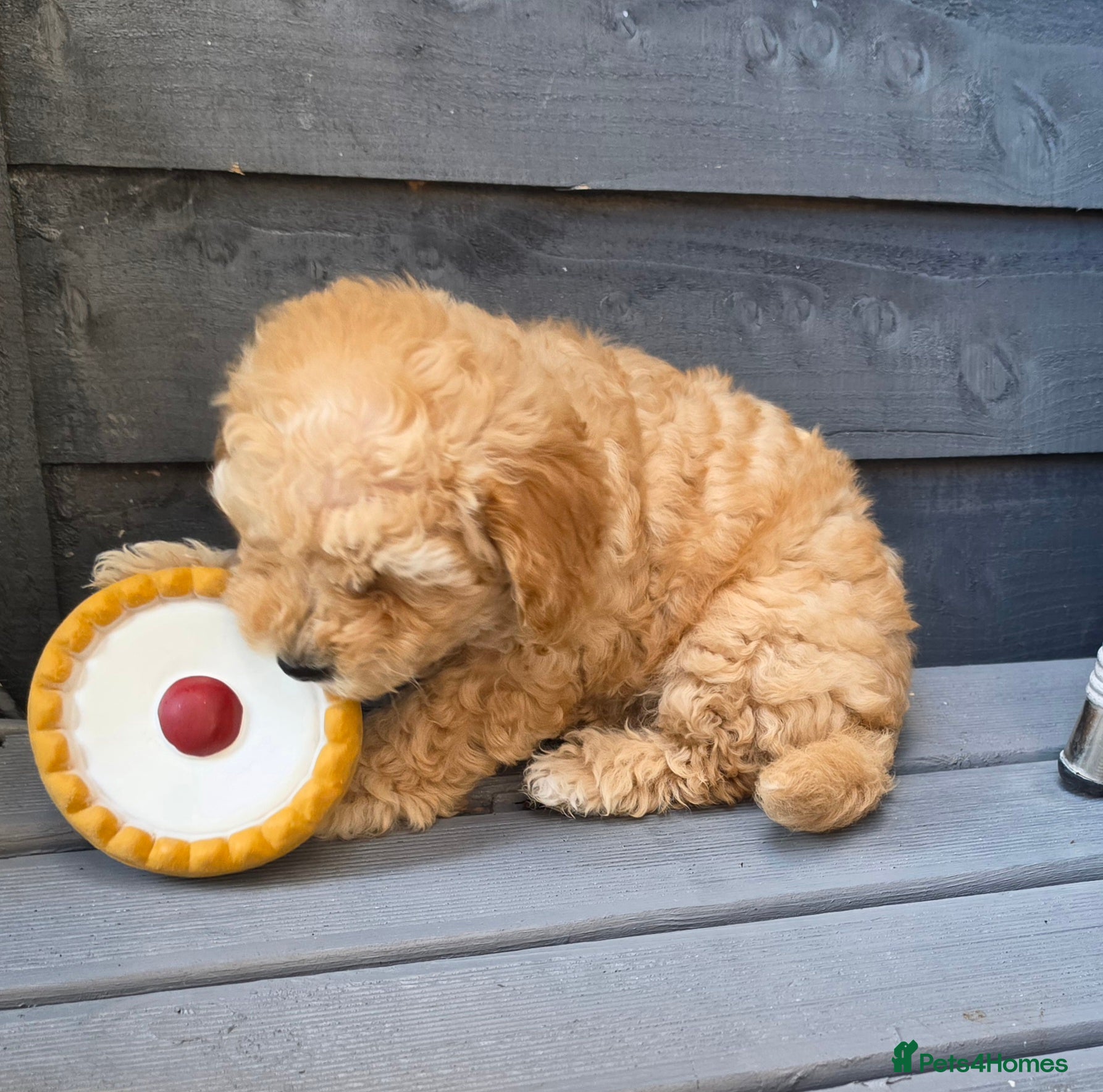 Maltipoo dogs 🐶Ready Tomorrow🐶1 beautiful maltipoo girl left🐶 - Advert 10