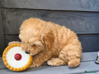 Maltipoo dogs 🐶Ready Tomorrow🐶1 beautiful maltipoo girl left🐶 - Advert 10
