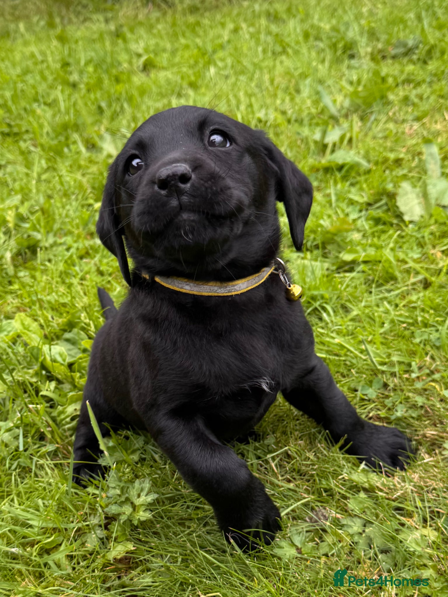 Labrador Retriever dogs for sale: Super RKC black lab girls!  - Advert 6