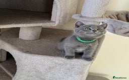 British Shorthair cats for sale: Mix British shorthair kittens for sale  - Image 21