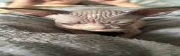 Sphynx cats for sale: Kittens are looking for new homes. - Advert 10