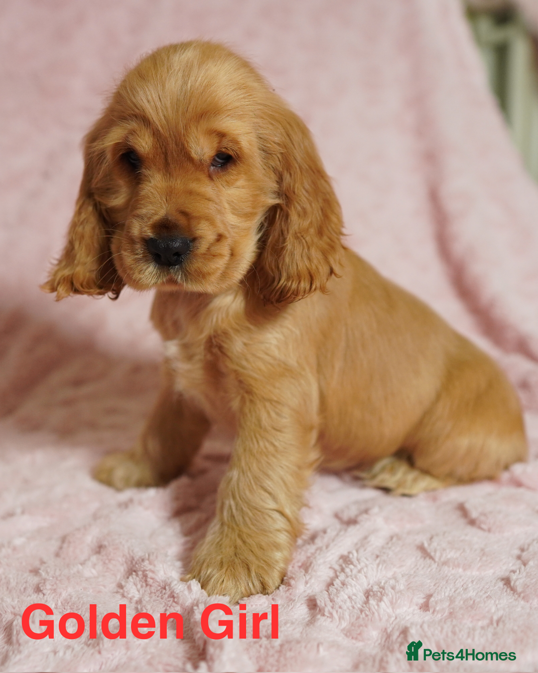 Cocker Spaniel dogs Quality, KC reg, show type cocker spaniel puppies - Advert 7