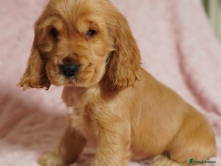 Cocker Spaniel dogs Quality, KC reg, show type cocker spaniel puppies - Advert 7